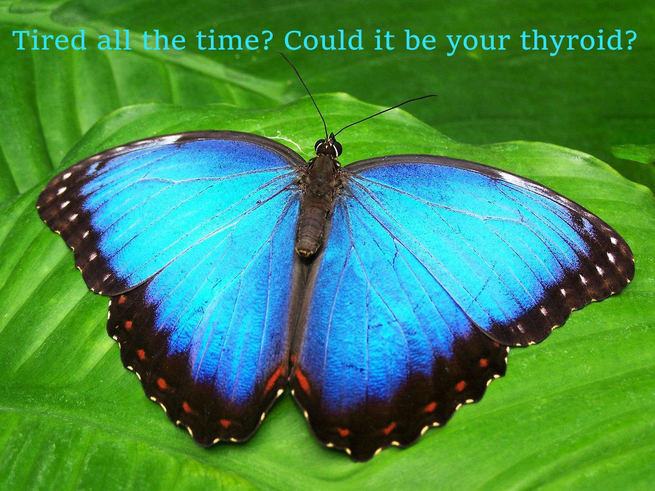 Tired all the time? Could it be your thyroid?